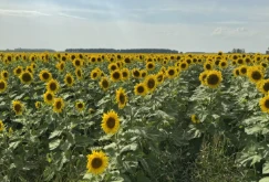 Kungaboqar Minnesota fermasiga tuproq salomatligi va yangi bozorlarni olib ke...