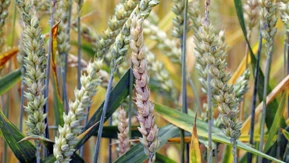 Corteva kanadalik bug'doy yetishtiruvchilar uchun fusarium bosh kasalligiga q...